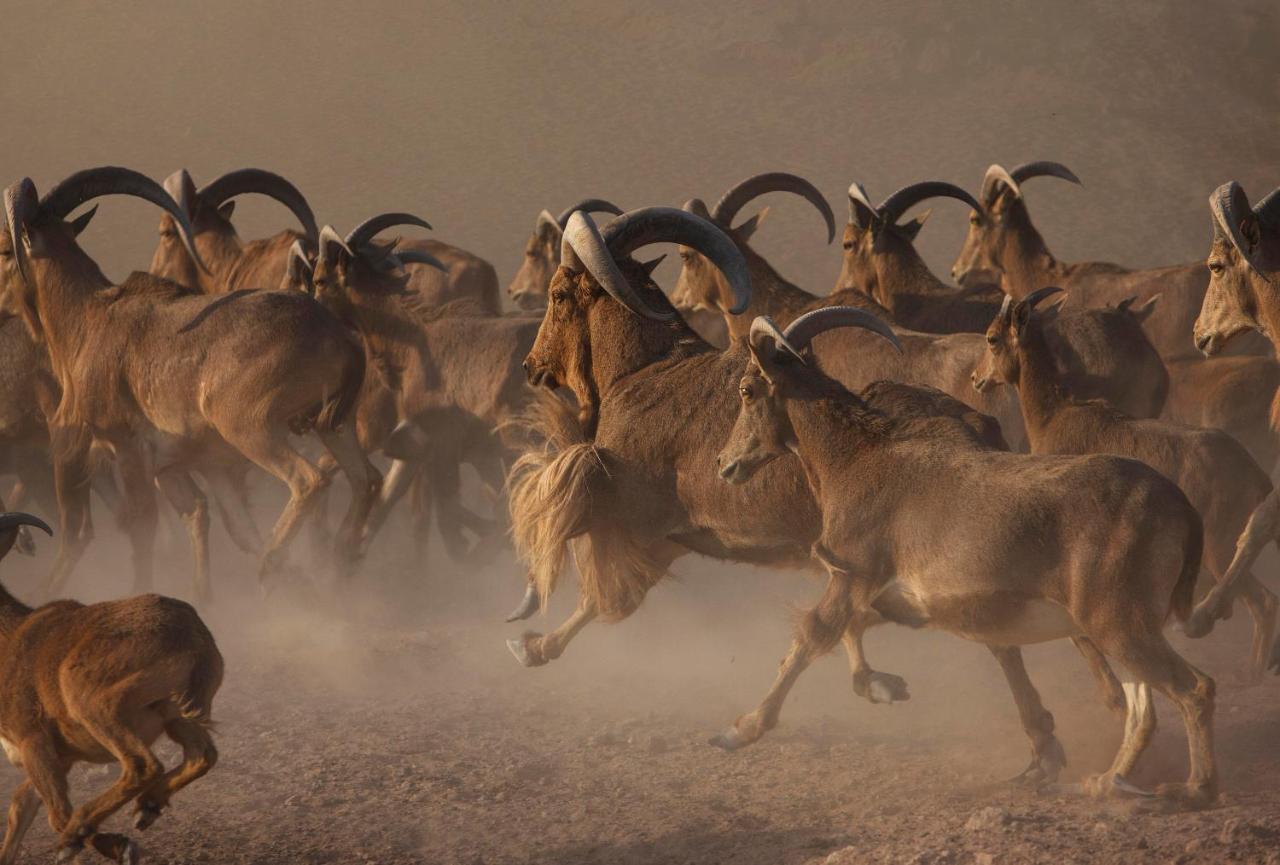 منتجع فلل اليم أنانتارا في جزيرة صير بني ياس دعسه المظهر الخارجي الصورة